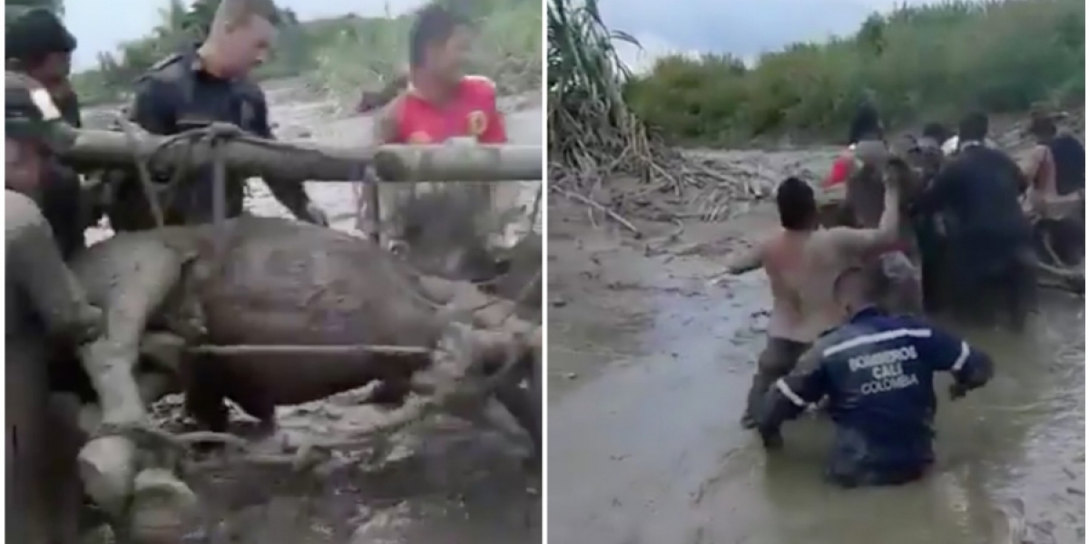 Bomberos Caballo rescatado en Corinto, Cauca, entre bomberos y miembros de la comunidad.
