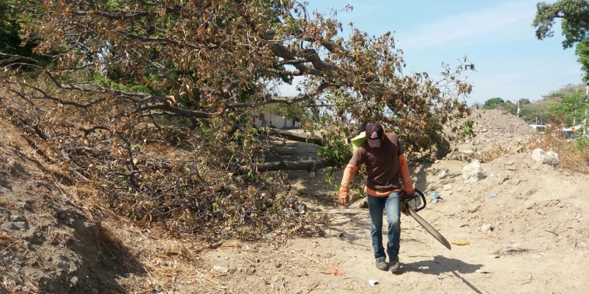 La entidad ambiental suspendió las labores de tala.