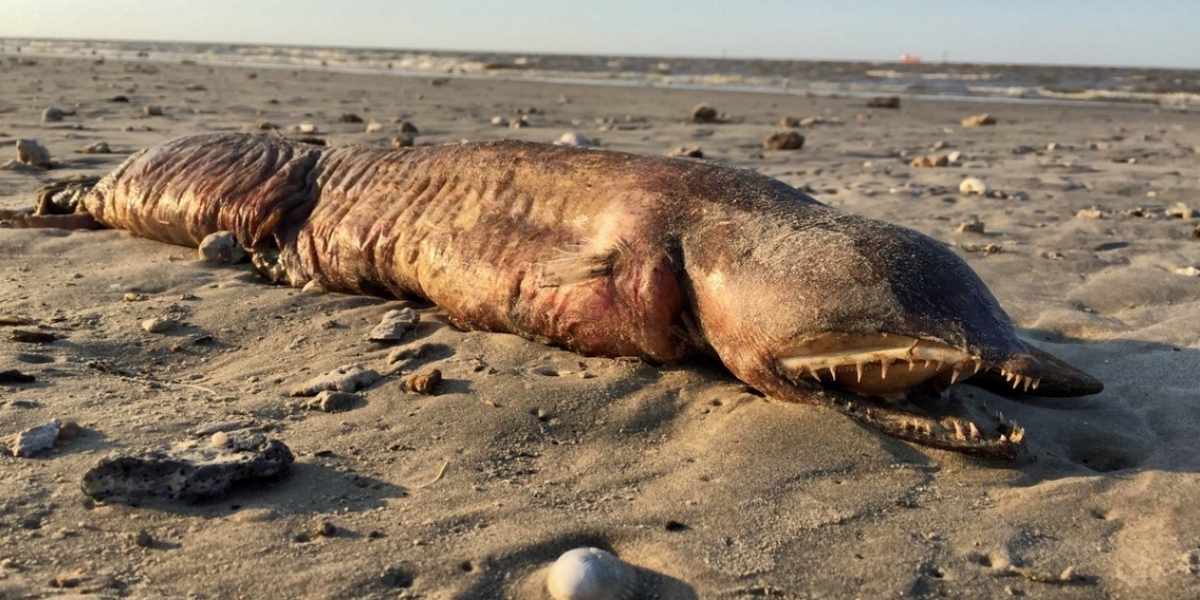 Foto: @preetalina Foto del animal marino que tocó playa por el huracán Harvey.
