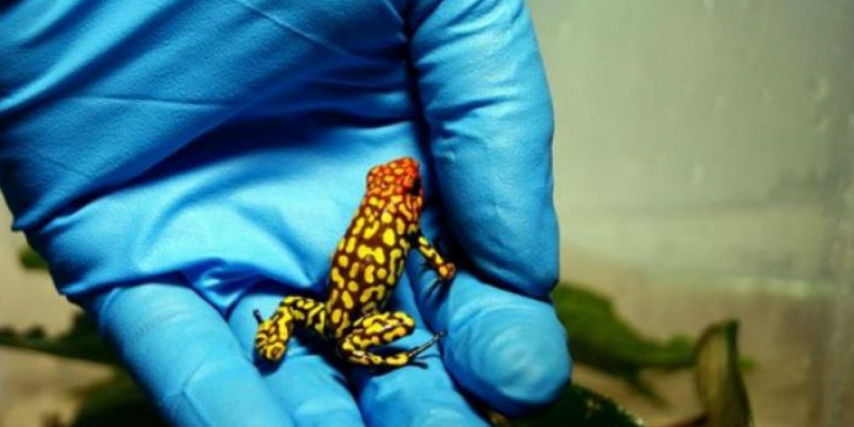 Imagen de referencía