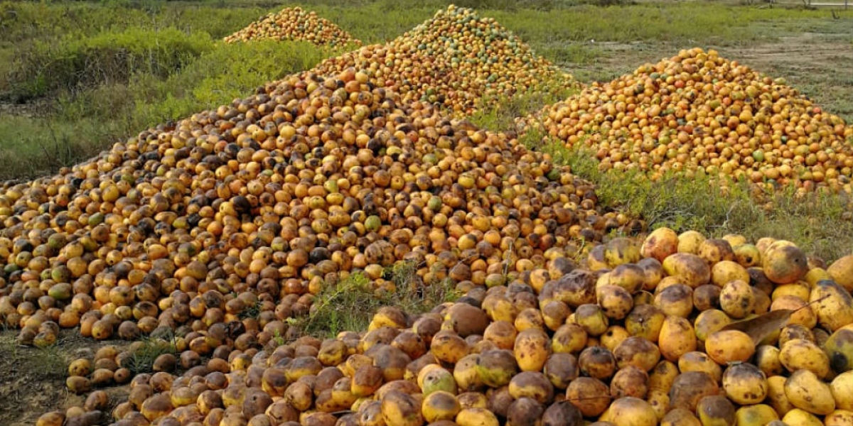Cortesía En cerros apilados está la producción de mango de varias fincas de Ciénaga y Zona Bananera.