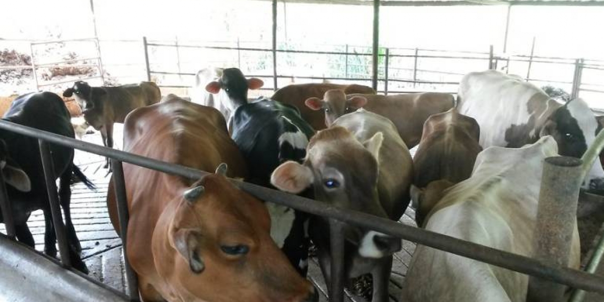 Colprensa/Archivo En Santa Marta funciona un matadero regional en la zona de Gaira con todas las especificaciones establecidas en la ley.