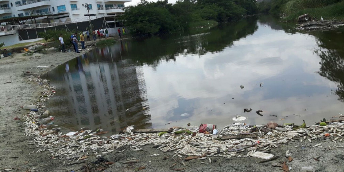 Mortandad de peces en la desembocadura del río Manzanares.