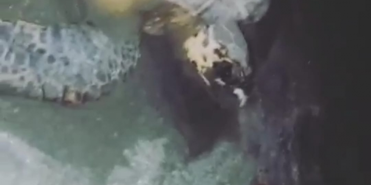 Captura de video. 'Agustina' cuando ponía sus huevos.