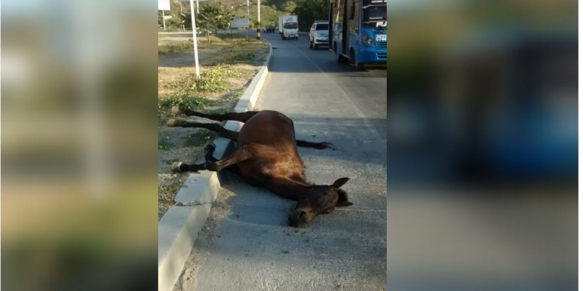 Oscar Mejía -Seguimiento.co Caballo muerto en la vía alterna al puerto.
