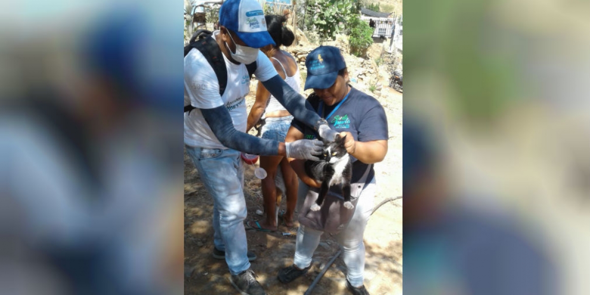Alcaldía de Santa Marta Los animales callejeros también están siendo censados y vacunados, con la ayuda de voluntarios animalistas.