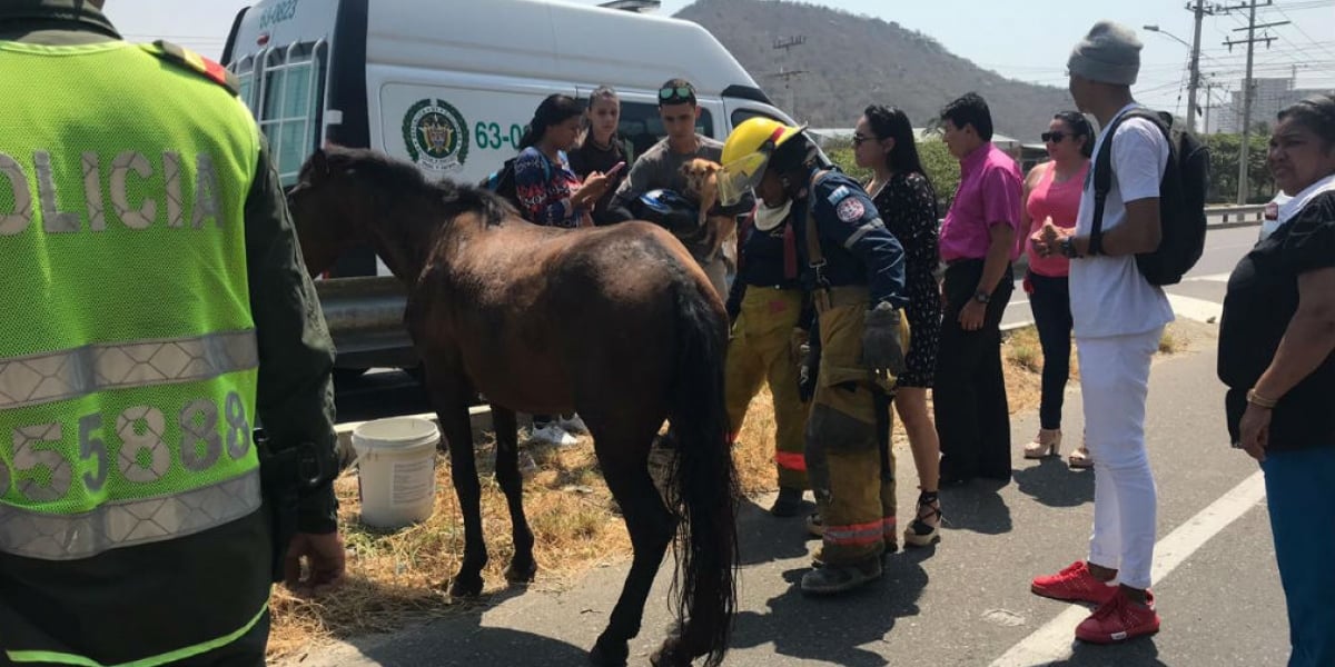 Cortesía Caballo herido en accidente en El Rodadero. El animal murió horas después.