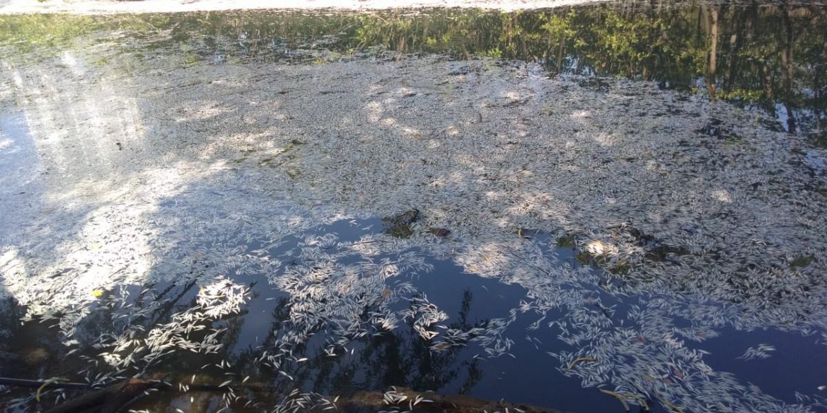 Cortesía Mortandad de peces en El Rodadero