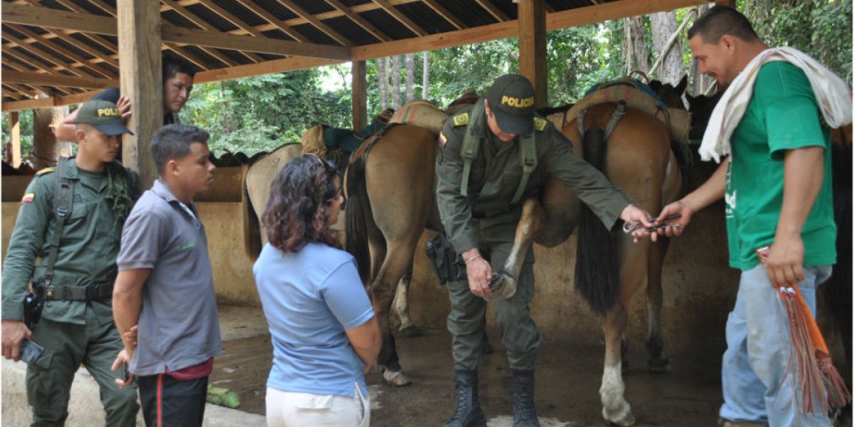 Parques Nacionales La Policía inspeccionó el estado de los caballos y mulas en el Parque Tayrona.
