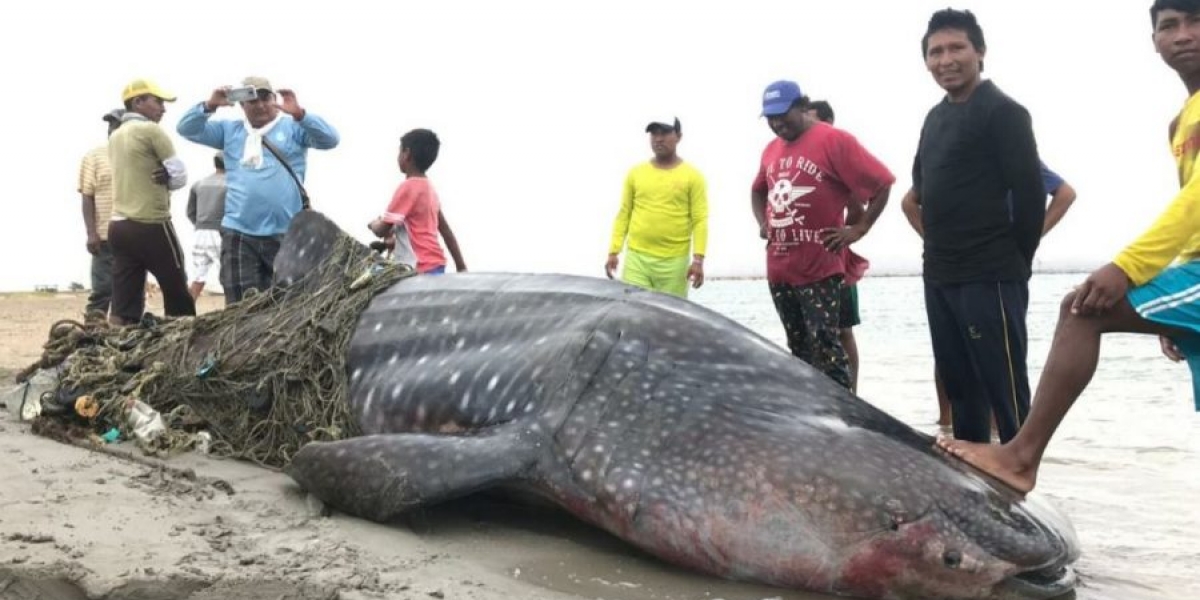 Twitter: @PlataformaALTO Encuentran tiburón ballena muerto en La Guajira