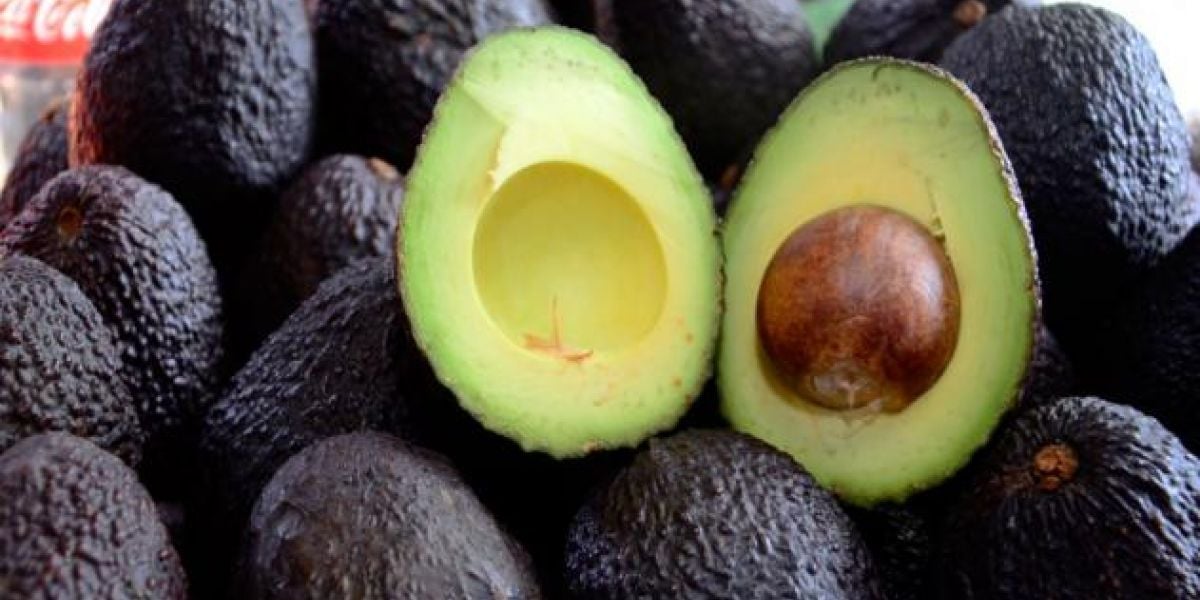 La FM Aguacate Hass será exportado por el Puerto de Santa Marta.