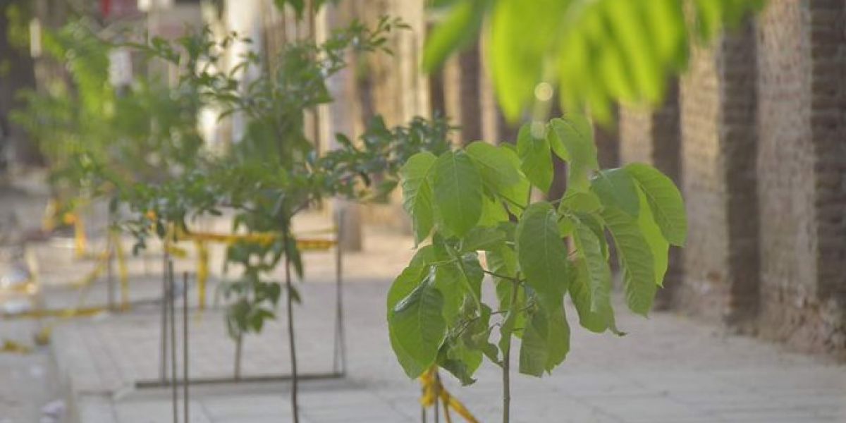 Twitter- @SETPSANTAMARTA Siembra compensatoria de árboles