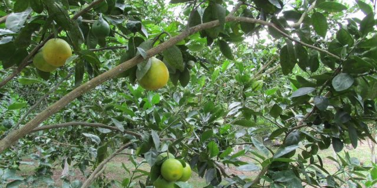 ICA El ICA trabaja de manera conjunta con el sector privado, gremios y productores, para fortalecer la sanidad fitosanitaria del país.