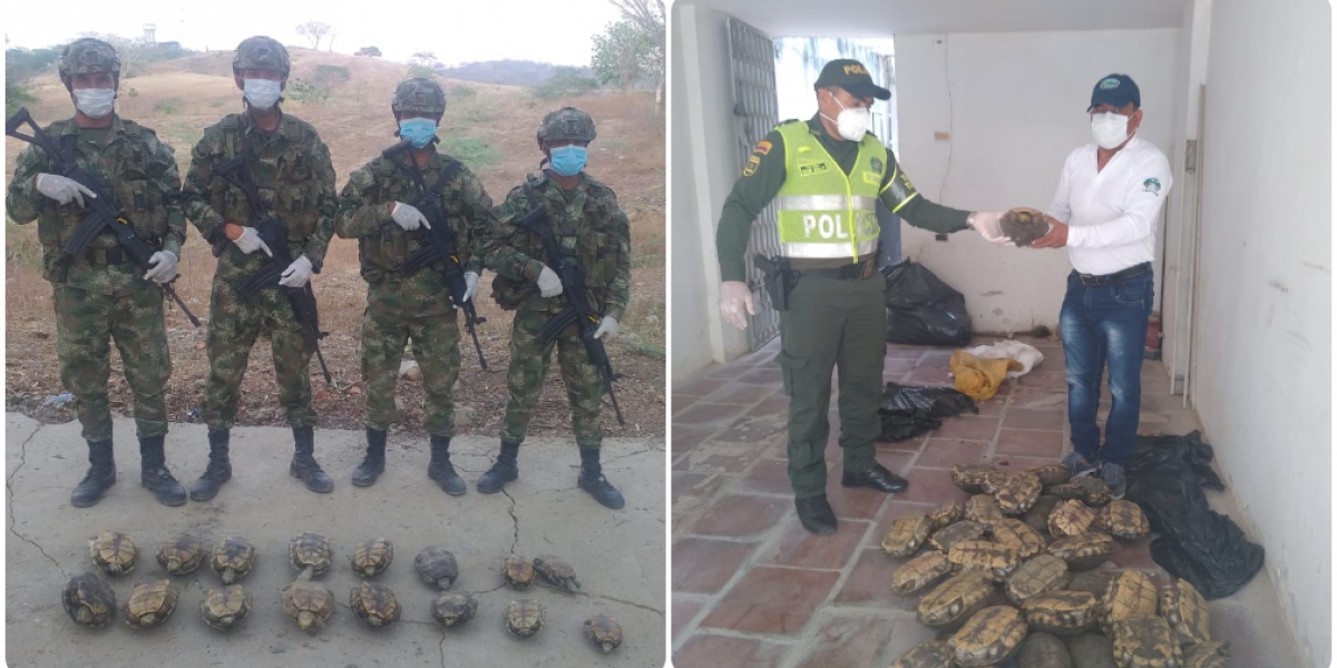 Corpamag Proceso de recuperación de las hicoteas.