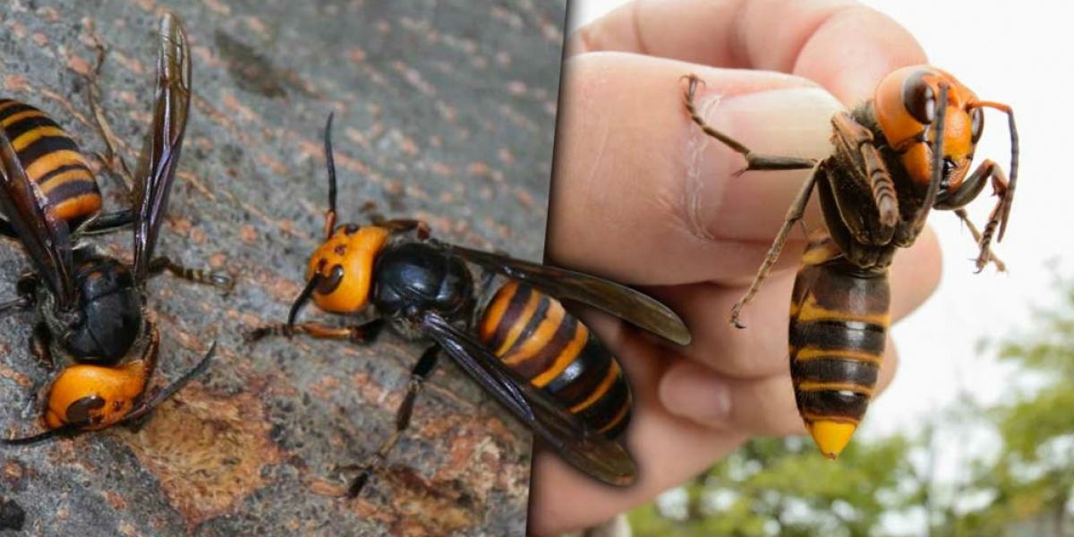 La preocupación además radica en que al ser aniquiladores de las abejas quienes cumplen un papel importante en el ecosistema con su proceso de polinización, estos avispones podrían afectar gravemente el medio ambiente, la producción alimenticia y la biodiversidad mundial.