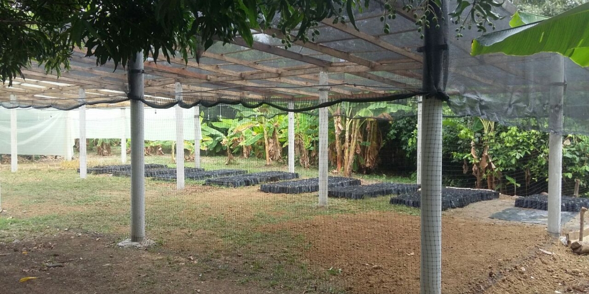 Electricaribe Este es un vivero ambiental que ya fue inaugurado en Montería.