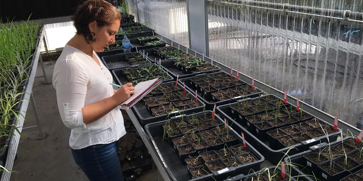 Unimagdalena Los estudios buscan evaluar la relación entre herbicidas y sistemas agrícolas.