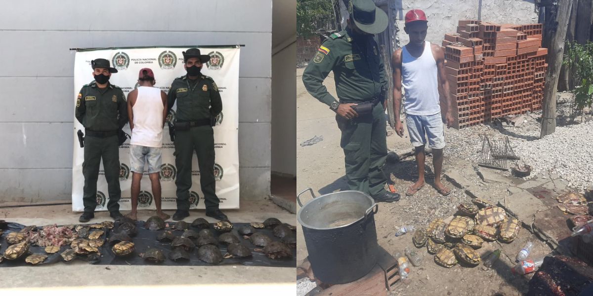 Policía del Magdalena Policía capturó a un hombre por sacrificar 31 hicoteas en zona rural de Pivijay.