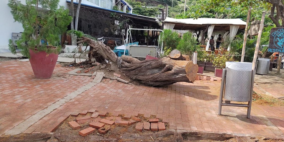 Seguimiento Árbol de Trupillo en Taganga.