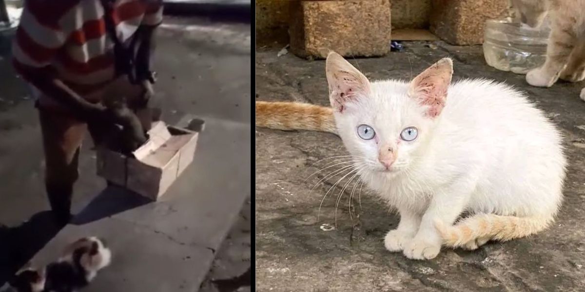 Seguimiento Animalistas alertaron que en el lugar hay un