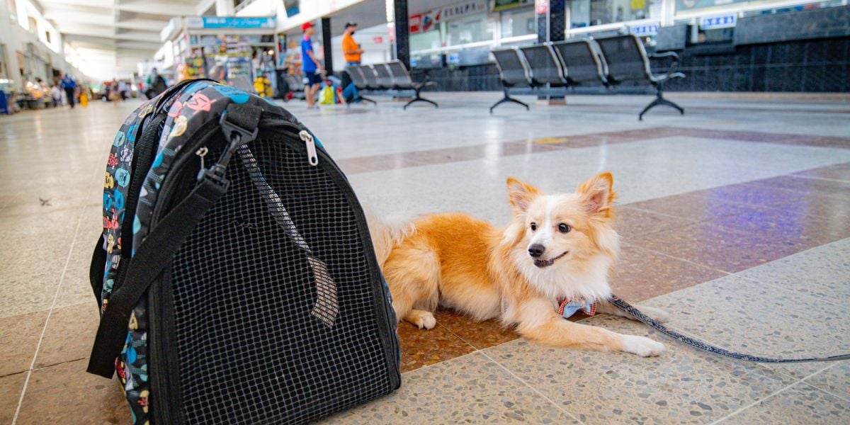 Pasos para viajar con la mascota.