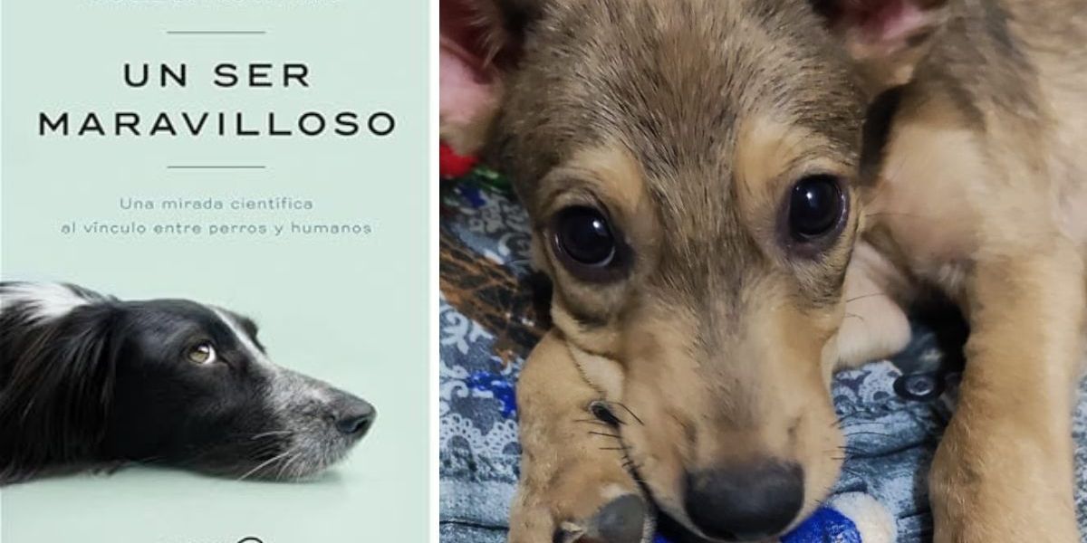 Seguimiento El libro brinda una mirada científica a la relación entre perros y humanos.