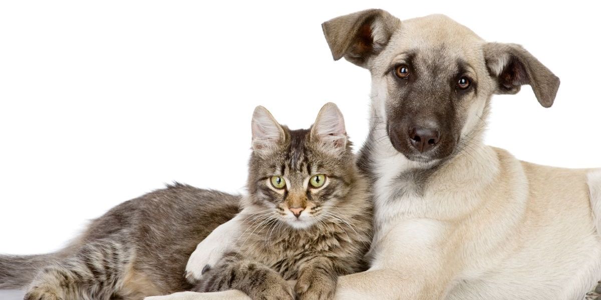 foto Prensa Libre, Shutterstock imagen de referencia