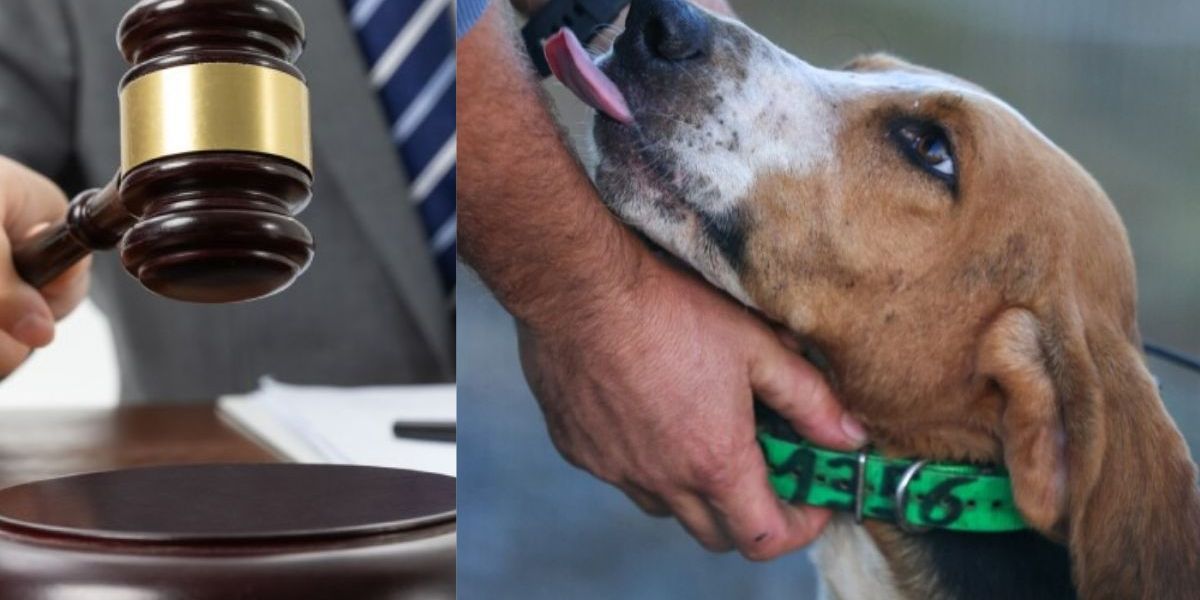 Referencia La Procuraduría reconoce el estatus de las mascotas como seres sintientes