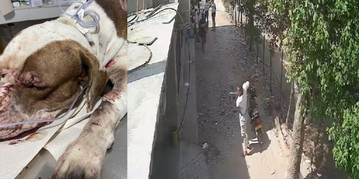 Cortesía Brutal ataque contra un perro en Santa Marta