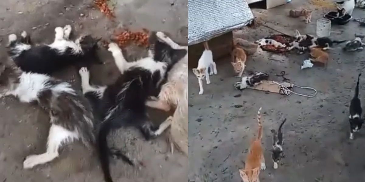 Cortesía Envenenamiento de gatitos en el Polideportivo