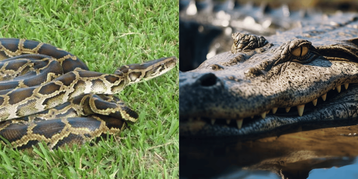 Cortesía Fiscal de Florida propone cárcel rodeada de caimanes y pitones para inmigrantes