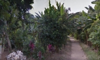 Presencia de un tigre tiene en alerta a habitantes de área rural de Santa Marta.
