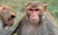 Getty Images. Macacos Rhesus