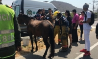 Caballo herido en accidente en El Rodadero. El animal murió horas después.