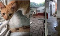 La denuncia fue interpuesta por la Veeduría de Bienestar Animal