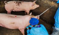La PPA es una enfermedad que no se trasmite al ser humano por el consumo de carne porcina.