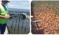 En Ciénaga Grande, el ICA promueve el registro de predios piscícolas.