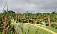 Cultivos se vieron afectados por lluvias.