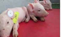 Sobre las enfermedades que afectan la especie porcina.