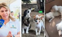 Tampoco se ha definido cuándo habilitarán el Centro de Bienestar Animal que a través de un fallo, se ordenó construir.