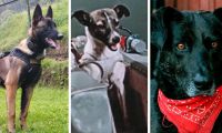 Perritos que hicieron historia