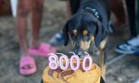 A noviembre de este año, la Alcaldía logró las 8.000 esterilizaciones a perros y gatos en el Distrito.