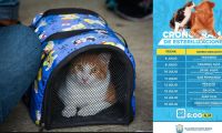 Esterilizaciones gratuitas