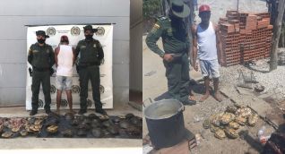 Policía capturó a un hombre por sacrificar 31 hicoteas en zona rural de Pivijay.