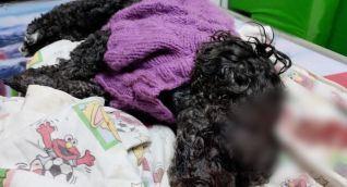 Esta es Abby, la perrita que falleció por los fuertes golpes ocasionados por el hombre.