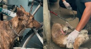 Perros rescatados.
