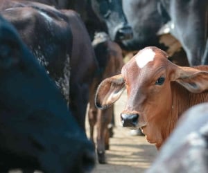 Los animales, de origen venezolano, que sean aprehendidos en territorio nacional y que sean aprehendidos en virtud de los dispositivos de control, serán sacrificados. 