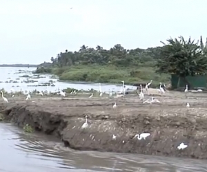 Las aves han retornado a la Ciénaga con la apertura de la embocadura del caño clarín viejo.