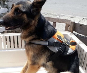 Cortesía 'Maximus'.