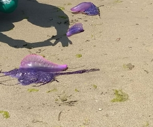 Archivo. En el sector de Taganga hubo presencia masiva del anima.